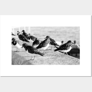 Birds and People relaxing at the beach Posters and Art